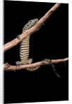 Varanus niloticus (Nile monitor, water leguaan) by Anonymous