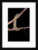 Varanus niloticus (Nile monitor, water leguaan) by Anonymous