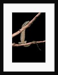 Varanus niloticus (Nile monitor, water leguaan) by Anonymous