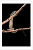Varanus niloticus (Nile monitor, water leguaan) by Anonymous