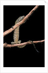 Varanus niloticus (Nile monitor, water leguaan) by Anonymous