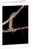 Varanus niloticus (Nile monitor, water leguaan) by Anonymous