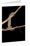Varanus niloticus (Nile monitor, water leguaan) by Anonymous