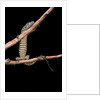 Varanus niloticus (Nile monitor, water leguaan) by Anonymous