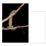 Varanus niloticus (Nile monitor, water leguaan) by Anonymous
