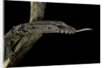 Varanus rudicollis (roughneck monitor) by Anonymous