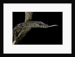 Varanus rudicollis (roughneck monitor) by Anonymous
