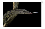 Varanus rudicollis (roughneck monitor) by Anonymous