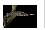 Varanus rudicollis (roughneck monitor) by Anonymous