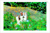 Cat by Anonymous