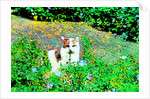 Cat by Anonymous