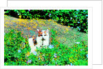 Cat by Anonymous