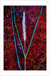 Grass by Anonymous
