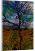 Tree by Anonymous