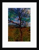 Tree by Anonymous