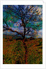 Tree by Anonymous