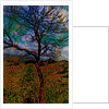 Tree by Anonymous
