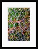 Wire Grid by Anonymous