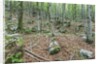 Mountain Forest by Anonymous