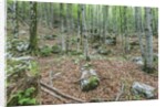 Mountain Forest by Anonymous