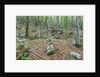 Mountain Forest by Anonymous