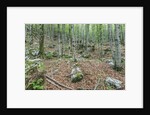 Mountain Forest by Anonymous