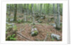 Mountain Forest by Anonymous