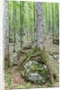 Mountain Forest by Anonymous