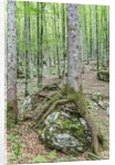 Mountain Forest by Anonymous