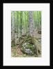 Mountain Forest by Anonymous