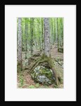 Mountain Forest by Anonymous