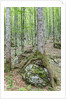Mountain Forest by Anonymous