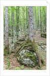 Mountain Forest by Anonymous
