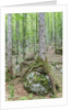 Mountain Forest by Anonymous