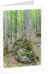 Mountain Forest by Anonymous