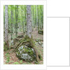 Mountain Forest by Anonymous