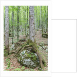 Mountain Forest by Anonymous