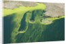 Aerial view of green algae on pond by Anonymous