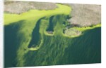 Aerial view of green algae on pond by Anonymous