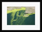 Aerial view of green algae on pond by Anonymous