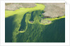 Aerial view of green algae on pond by Anonymous