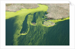 Aerial view of green algae on pond by Anonymous