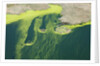 Aerial view of green algae on pond by Anonymous