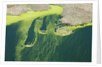 Aerial view of green algae on pond by Anonymous