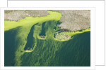 Aerial view of green algae on pond by Anonymous