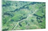 Aerial view of Tea plantations, Kenya by Anonymous