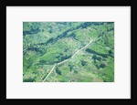 Aerial view of Tea plantations, Kenya by Anonymous