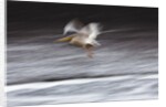 Great White Pelican, Kenya by Anonymous