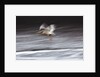 Great White Pelican, Kenya by Anonymous