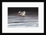 Great White Pelican, Kenya by Anonymous